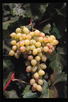 Variété de de raisin blanc apyrene, XE 10